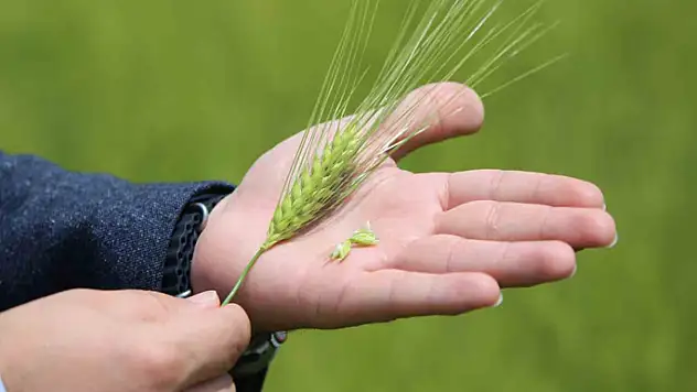 Konya Ovasında kıraç alanlarda bitkiler strese girdi, rekolte beklentisi düştü