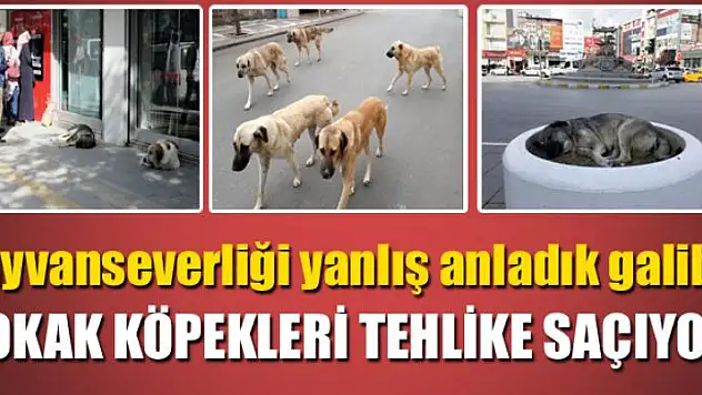 Hayvanseverliği yanlış anladık galiba SOKAK KÖPEKLERİ TEHLİKE SAÇIYOR