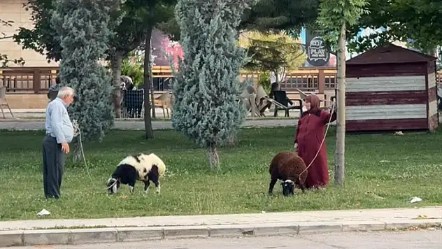Koyunlara tasma takarak gezdirdiler