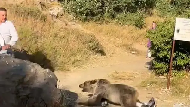 Kucağında bebekle ayı saldırısına uğradı