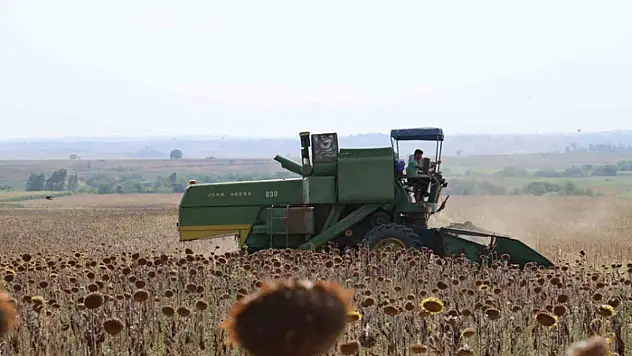 Kuraklık Çukurova'da ayçiçeği hasadını erkene çekti