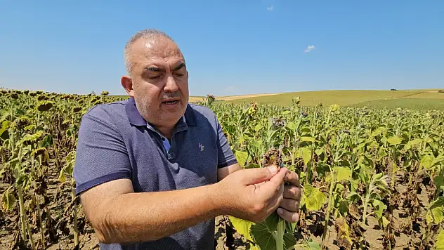 Kuraklık Trakya'yı vurdu: Ayçiçeğinde verim alarmı