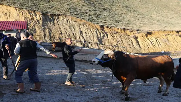 Kurban Bayramı öncesi hayvan pazarlarında hareketlilik başladı