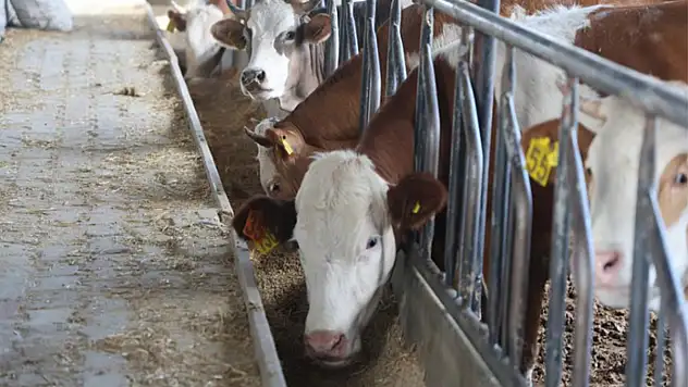 Kurban kesimi sırasında hastanelik olmamak için öneriler