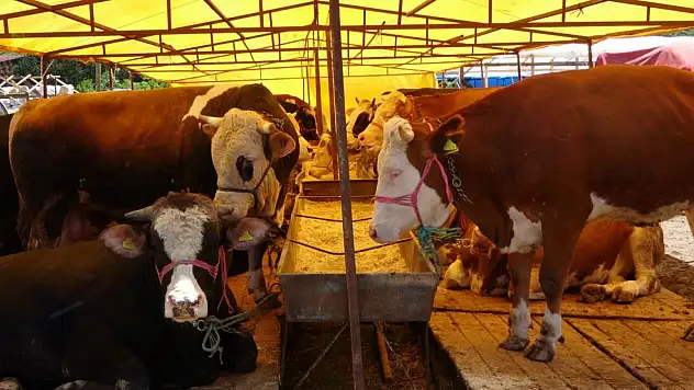 Kurban pazarlarında sıkı pazarlıklar başladı
