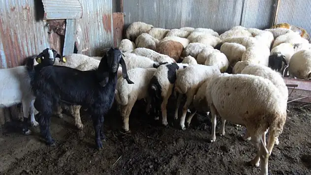 Kurbanlık alırken küpe ve ağırlık uyarısı