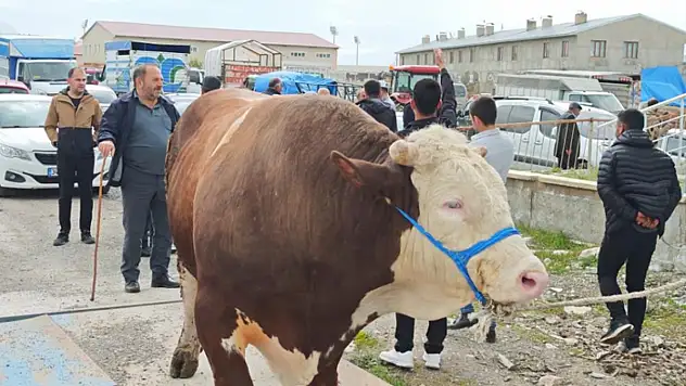 Kurbanlıklar görücüye çıktı