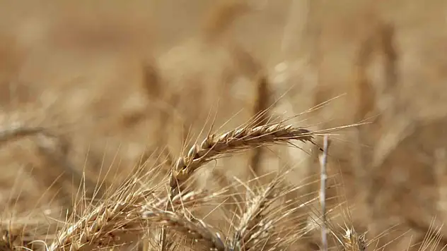 Küresel tahıl üretiminde 105 milyon tonluk rekor artış bekleniyor