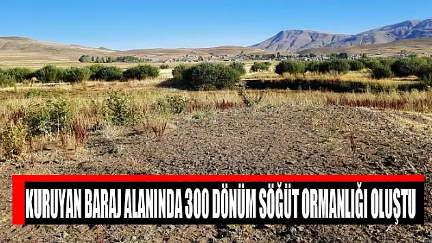 Kuruyan baraj alanında 300 dönüm söğüt ormanlığı oluştu