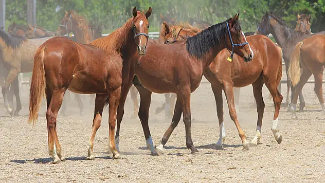 Litresi 2,5 milyon lira yok satıyor