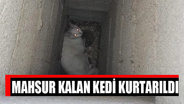 Mahsur kalan kedi kurtarıldı