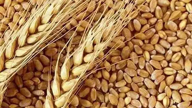 Makarnalık buğdayın tonu 2 bin 760 lira arttı