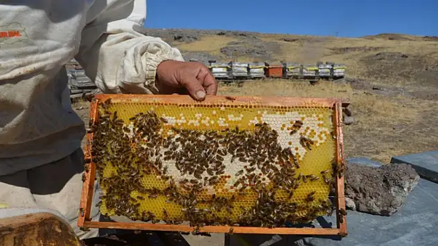Malatya'da bal hasadı başladı