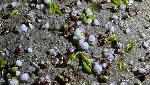 Malatya'da dolu yağışı kayısı bahçelerine zarar verdi