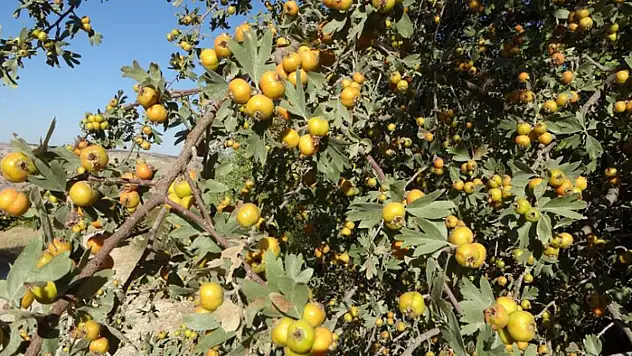 Malatya'da şifa deposu alıçta hasat zamanı