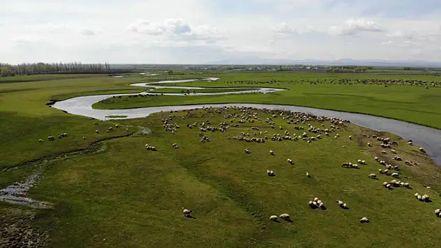 Meralarda hayvan sesleri yükseliyor