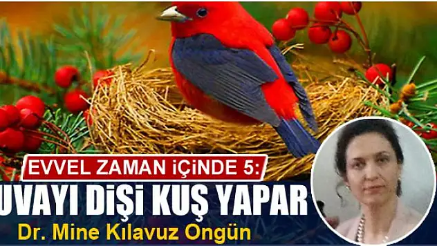 Evvel zaman içinde 5: Yuvayı dişi kuş yapar