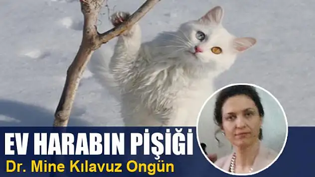 Ev harabın pişiği