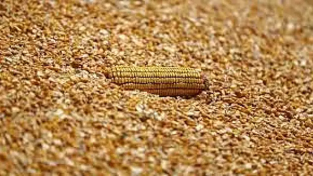 Mısır alım fiyatı belli oldu