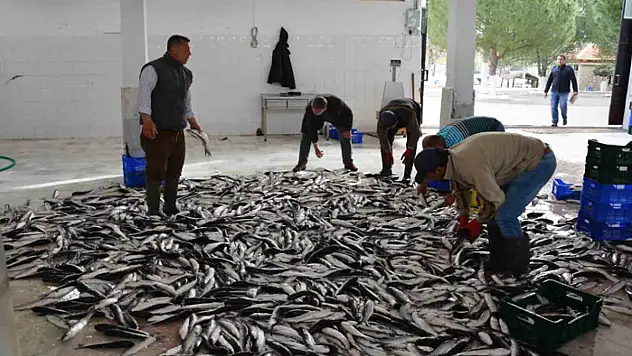 Muğla Mayıs ayında ihracatını yüzde 11 arttırdı