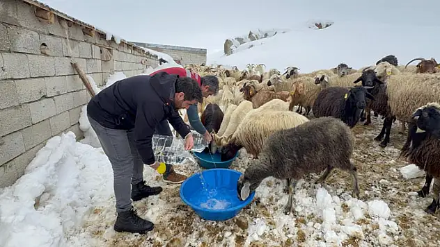 Muradiye'de hayvan yetiştiricilerine kış desteği