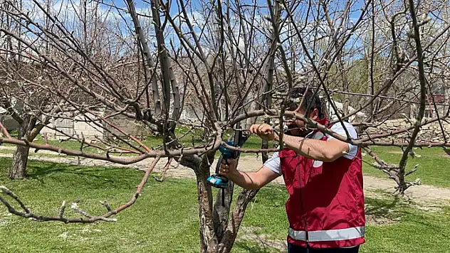 Muradiye'de meyve ağacı budama çalışması