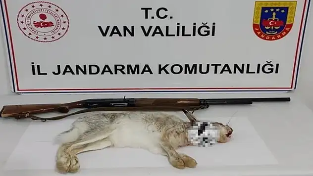 Muradiye'de yaban tavşanı avlayana para cezası