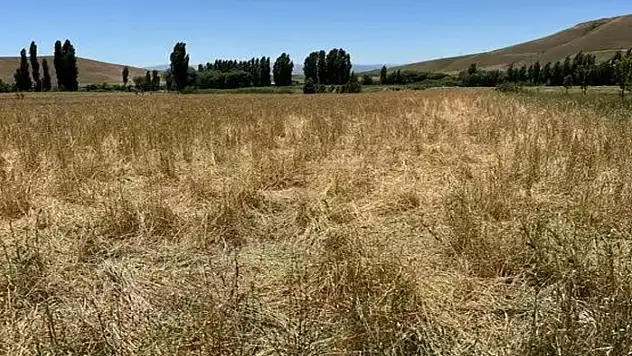 Muş'ta yaban domuzları ekili araziyi talan etti