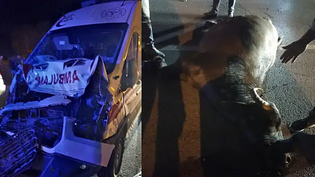 Muş'tan Van'a hasta taşıyan ambulans mandaya çarptı