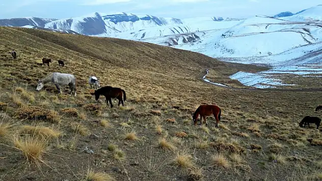 Nemrut Kalderası'nda at sürüsünün gizemli yolculuğu