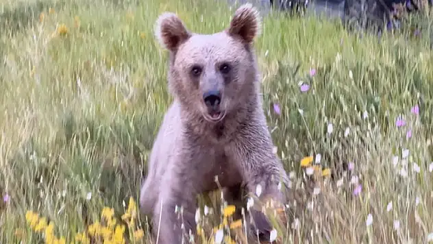 Nemrut'ta ayılarla yakın temas, doğal yaşamı tehdit ediyor