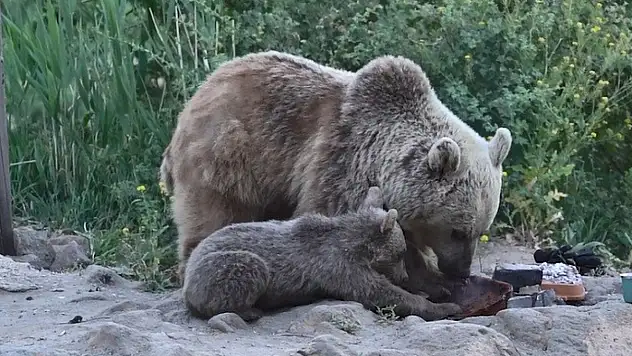 Nemrut'taki ayılar bu kez belgeselcilere saldırdı