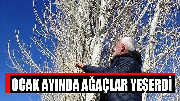 Ocak ayında ağaçlar yeşerdi