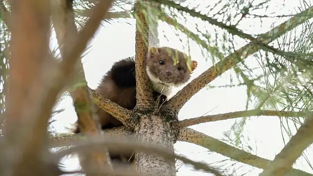 Okulun bahçesine giren gelincik heyecan yaşattı