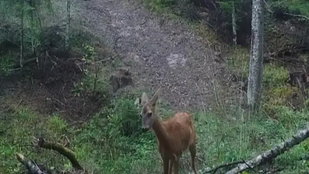 Ormanda 4 farklı hayvan fotokapana yakalandı