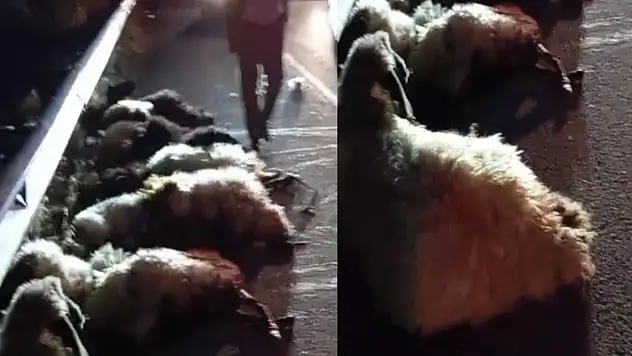 Otomobil sürüye çarptı, onlarca koyun telef oldu