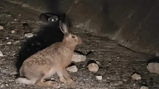 Otoyolda yabani tavşan görüntülendi