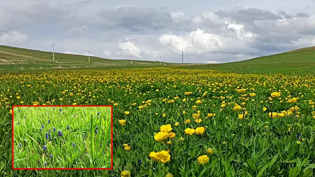Ovalar düğün çiçekleri ve sümbüllerle şenlendi