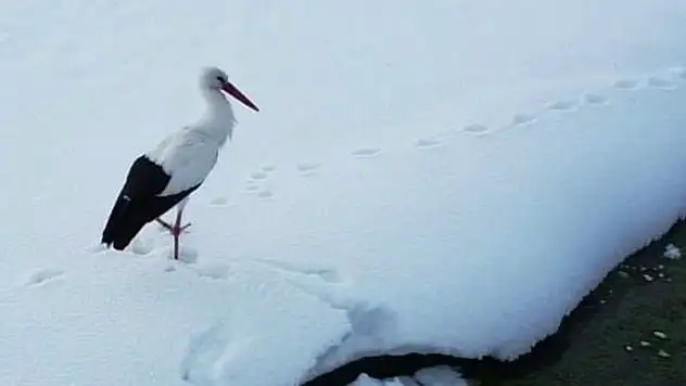 Özalp'te iki leylek dondurucu soğuğa direniyor