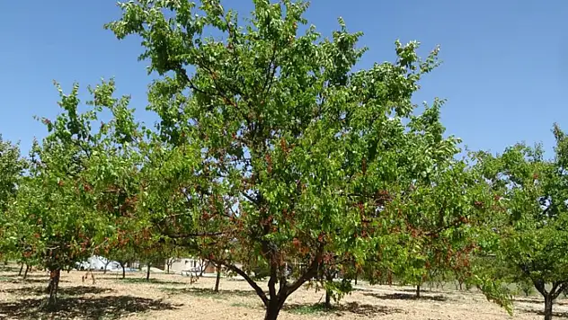 Özcan: Zirai don desteği yakında üreticiye ulaştırılacak