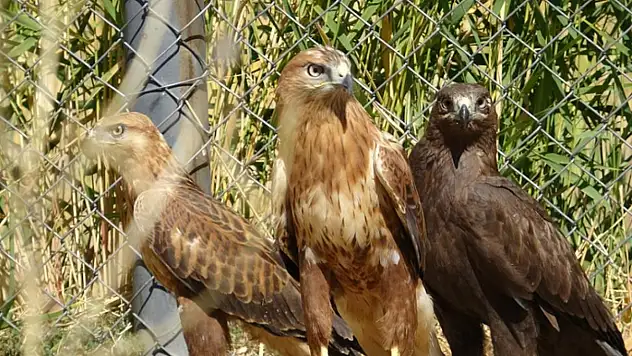 Özgürlük için gün sayıyorlar