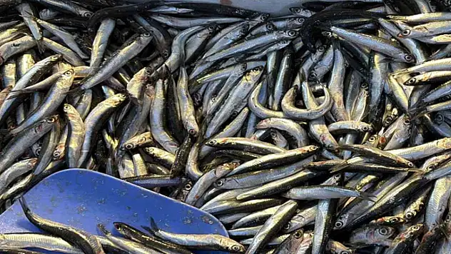 Palamut Gürcistan'a kaçınca tezgahlar hamsiyle doldu