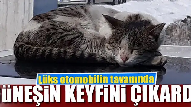 Lüks otomobilin tavanında güneşin keyfini çıkardı 