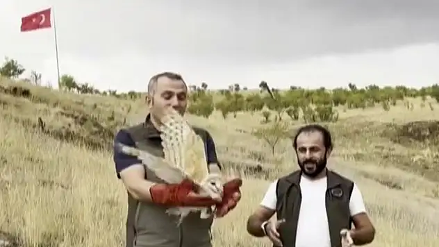 Peçeli baykuş yeniden yaban hayatta