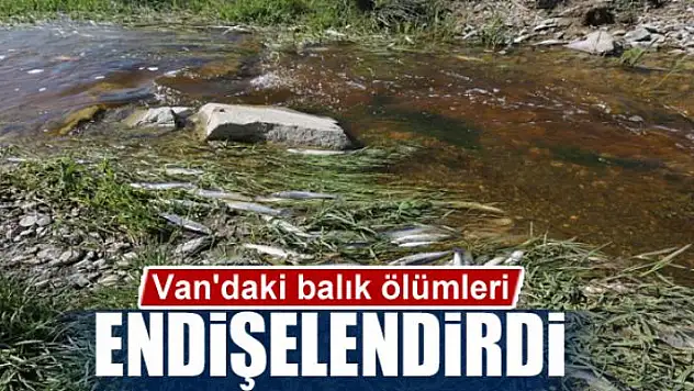Van'daki balık ölümleri endişelendirdi