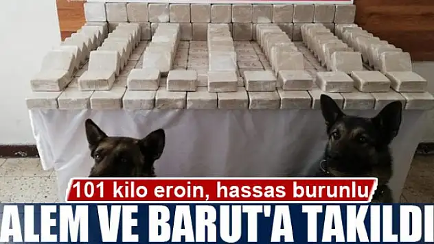 101 kilo eroin, hassas burunlu Alem ve Barut'a takıldı
