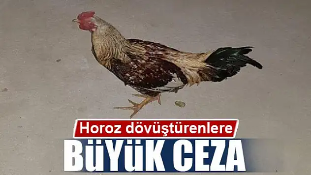Horoz dövüştürenlere büyük ceza 