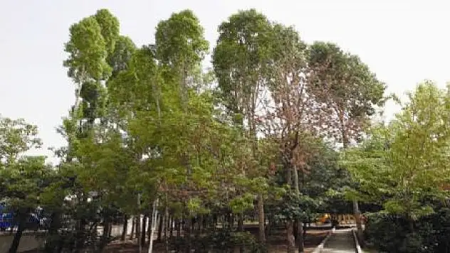 KAVAK AĞACI YASAKLANMALI