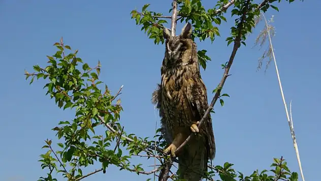 Prof. Dr. Aslan: Van Gölü Havzası bu yıl çok sayıda göçmen kuşu karşılıyor