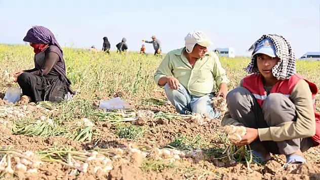 Rusya, Almanya ve İspanya'nın antibiyotiği Aksaray sarımsağının hasadı başladı